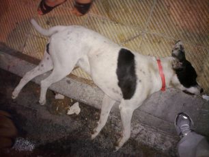 Πεντέλη: Δηλητηρίασαν τα σκυλιά έξω από το Δημαρχείο